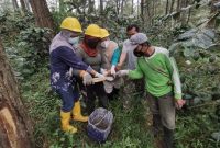 LMDH Sawargi  sedang menyadap getah pohon di Area Perhutani KPH Garut
