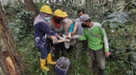 LMDH Sawargi  sedang menyadap getah pohon di Area Perhutani KPH Garut