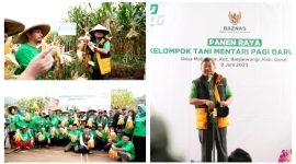 Bupati Garut Apresiasi Panen Raya Jagung_ Program Baznas RI Lumbung Pangan dan Petani Mandiri di Desa Mulyajaya