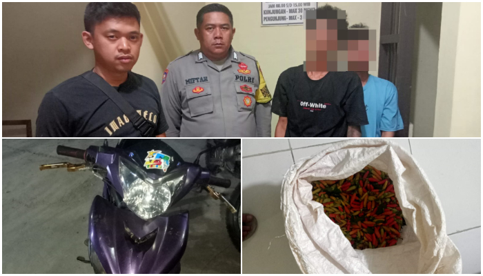 Polsek Cibiuk Tangkap Dua Pelaku Pencurian Cabai di Kampung Koang 