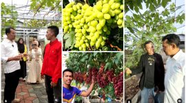 Bertemu Petani Muda Sukses, Helmi Budiman Siap Jadikan Anggur Komoditas Unggulan Garut!