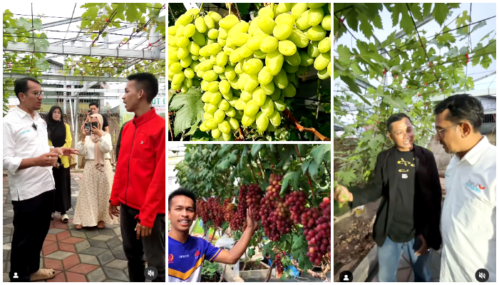 Bertemu Petani Muda Sukses, Helmi Budiman Siap Jadikan Anggur Komoditas Unggulan Garut!