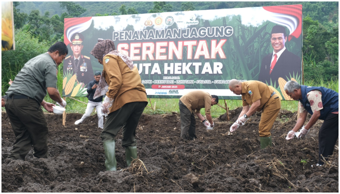 Hebat! Garut Jadi Penghasil Jagung Nomor 1 di Jabar, Produksi Capai 600 Ribu Ton