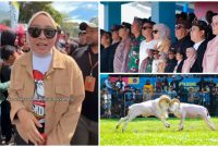 Wabup Garut Putri Karlina Dukung Domba Garut Jadi Ikon Unggulan Lewat Seni Ketangkasan dan Wisata Daerah