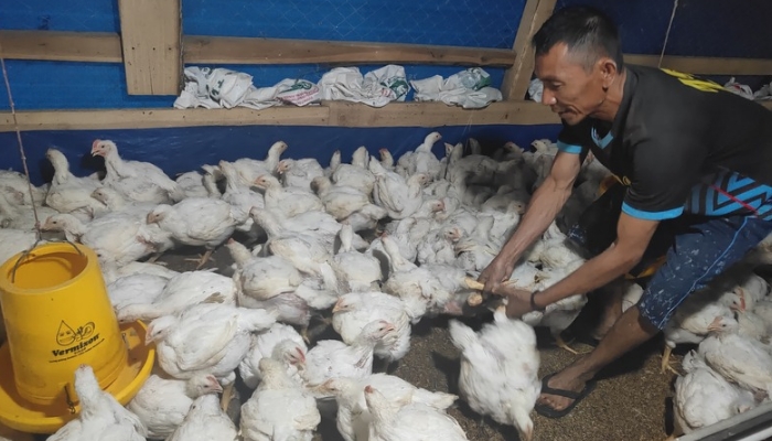 Ribuan Ayam Pedaging Dipanen WBP Lapas Garut, Hasilkan 24 Ton