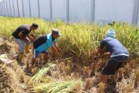 Warga Binaan Lapas Garut Panen Perdana 400 Kg Padi