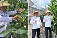 Lapas Garut Panen Perdana Jagung Manis, Hasilkan Dua Kuintal