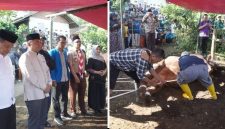 Bupati Garut Abdusy Syakur Amin menyerahkan dan menyaksikan pemotongan sapi kurban bantuan Presiden RI seberat 1,07 ton di Ponpes Al Hikmah, Desa Sindangsari, Kecamatan Cigedug, Kamis (28/5/2026). Daging kurban didistribusikan kepada sekitar 400 kepala keluarga di wilayah setempat.