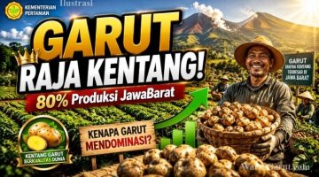 Garut Sumbang Hampir 80 Persen Kentang Jabar, Jadi Percontohan UPLAND