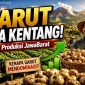 Garut Sumbang Hampir 80 Persen Kentang Jabar, Jadi Percontohan UPLAND