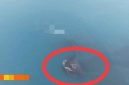 Daratan baru sekitar 30,3 hektare muncul di antara Pulau Anak Krakatau dan Pulau Sertung.(Istimewa)