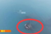 Daratan baru sekitar 30,3 hektare muncul di antara Pulau Anak Krakatau dan Pulau Sertung.(Istimewa)