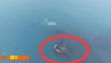 Daratan baru sekitar 30,3 hektare muncul di antara Pulau Anak Krakatau dan Pulau Sertung.(Istimewa)