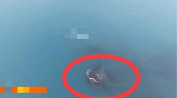 Daratan baru sekitar 30,3 hektare muncul di antara Pulau Anak Krakatau dan Pulau Sertung.(Istimewa)