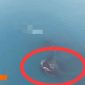 Daratan baru sekitar 30,3 hektare muncul di antara Pulau Anak Krakatau dan Pulau Sertung.(Istimewa)