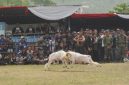 Domba Garut dalam pengembangan seni ketangkasan dan potensi ekonomi masyarakat.