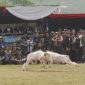 Domba Garut dalam pengembangan seni ketangkasan dan potensi ekonomi masyarakat.