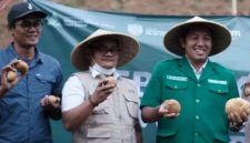 Panen kentang dalam kegiatan program ketahanan pangan GP Ansor Jawa Barat di Kertasari, Selasa, 8 September 2026 ( foto: gugah.co)