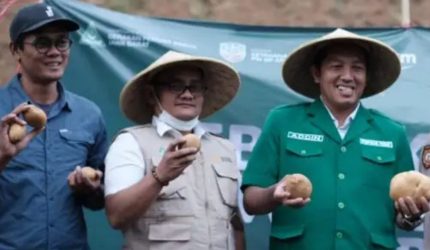 Panen kentang dalam program ketahanan pangan GP Ansor Jawa Barat