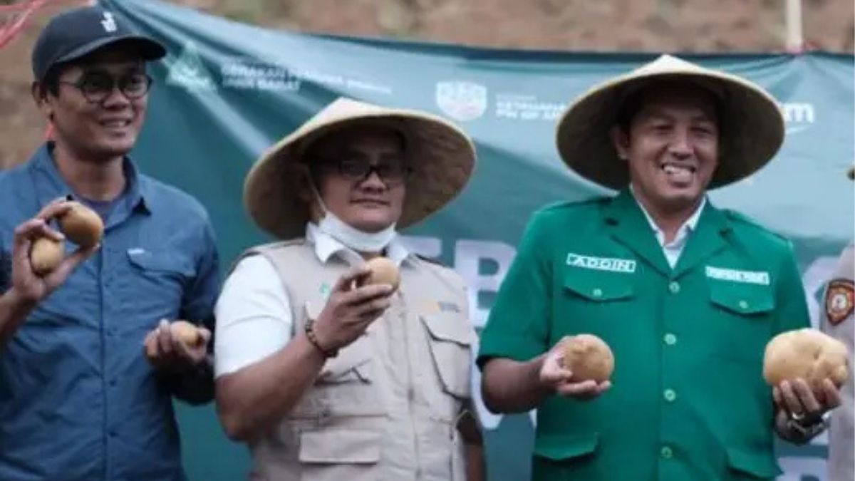 Panen kentang dalam kegiatan program ketahanan pangan GP Ansor Jawa Barat di Kertasari, Selasa, 8 September 2026 ( foto: gugah.co)